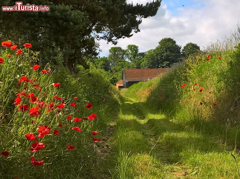 Immagine Una strada di campagna nel Suffolk in estate, East of Englend