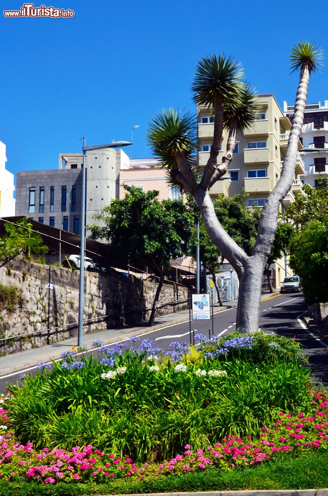 Immagine Una strada di Icod de los Vinos con aiuole fiorite e alberi tropicali, Tenerife (Spagna).