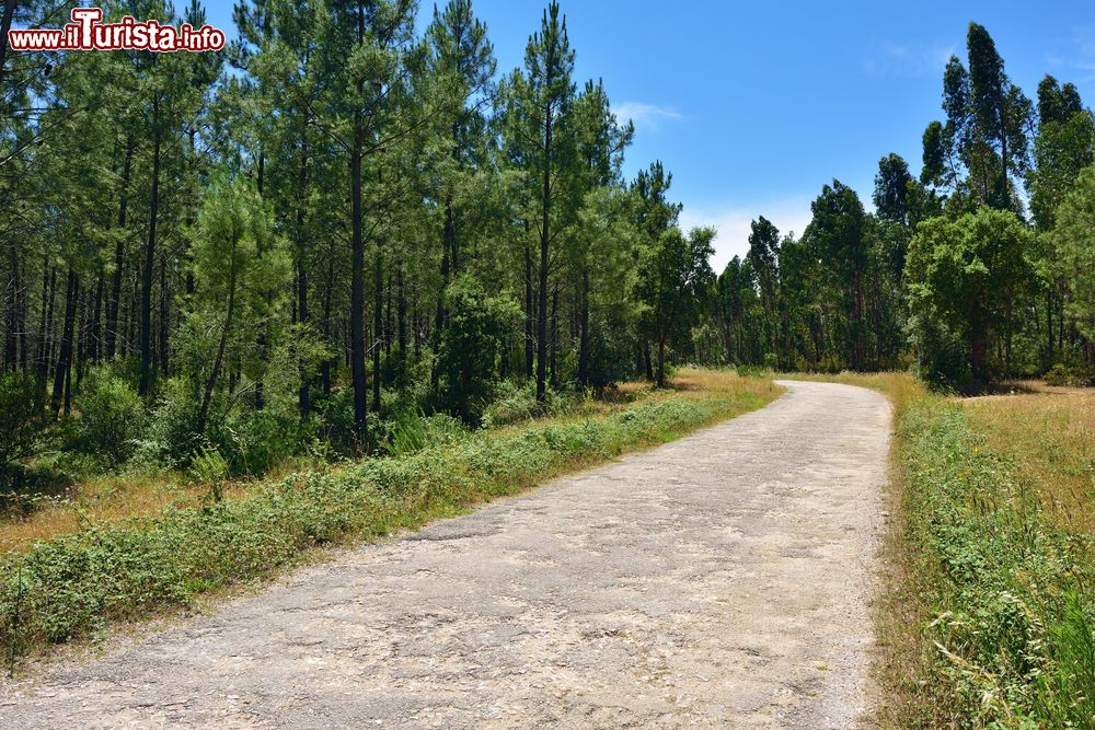 Immagine Una strada nel bosco nei pressi del castello di Almourol e del fiume Tago, Portogallo: siamo nelle vicinanze di Vila Nova da Barquinha.