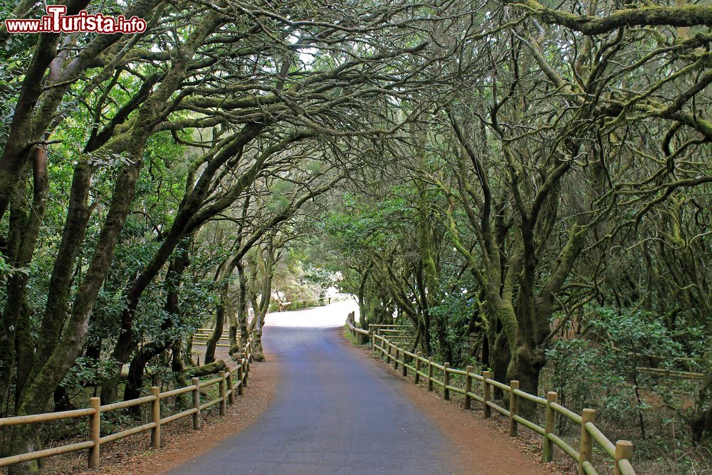 Immagine Una strada nel Parco Nazionale Garajonay, sull'isola di La Gomera (Canarie, Spagna).