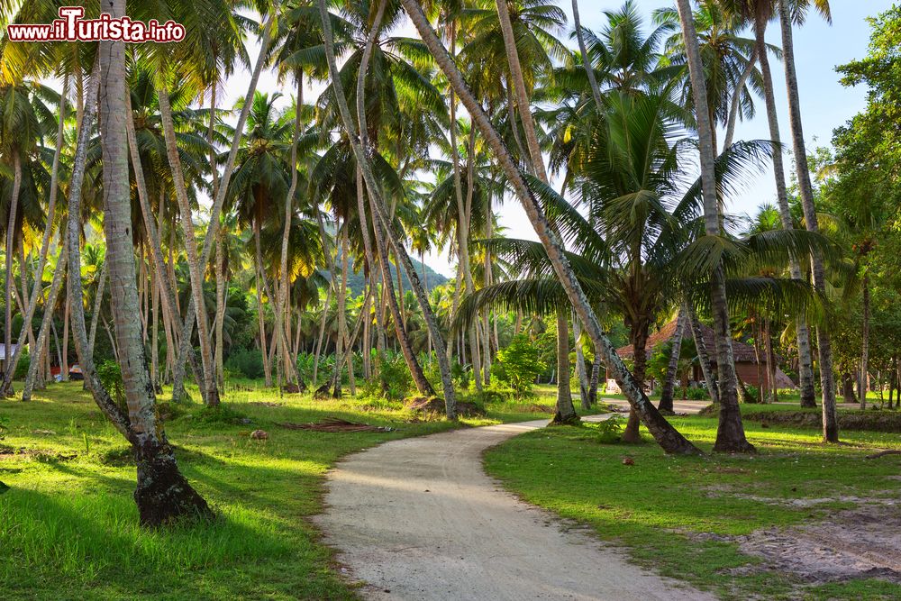 Immagine Una strada nella piantagione di cocco a La Digue, Seychelles.