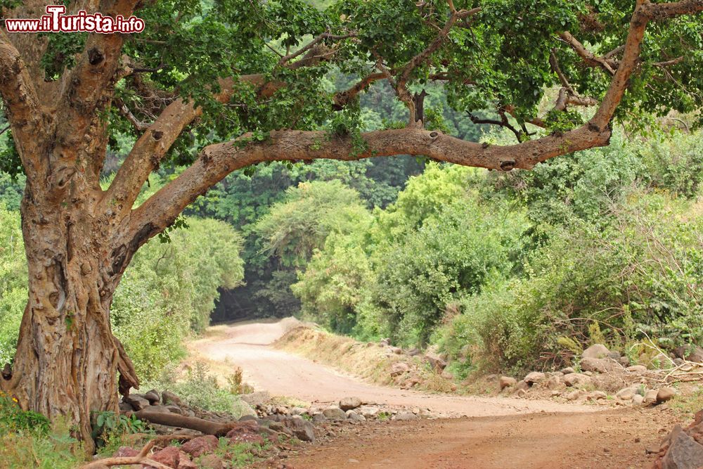 Immagine Una strada sterrata nel parco nazionale del lago Manyara, Tanzania. Questa riserva è costituita da una striscia di terra lunga circa 50 km e larga tra i 6 e gli 8 km e include il lago omonimo.