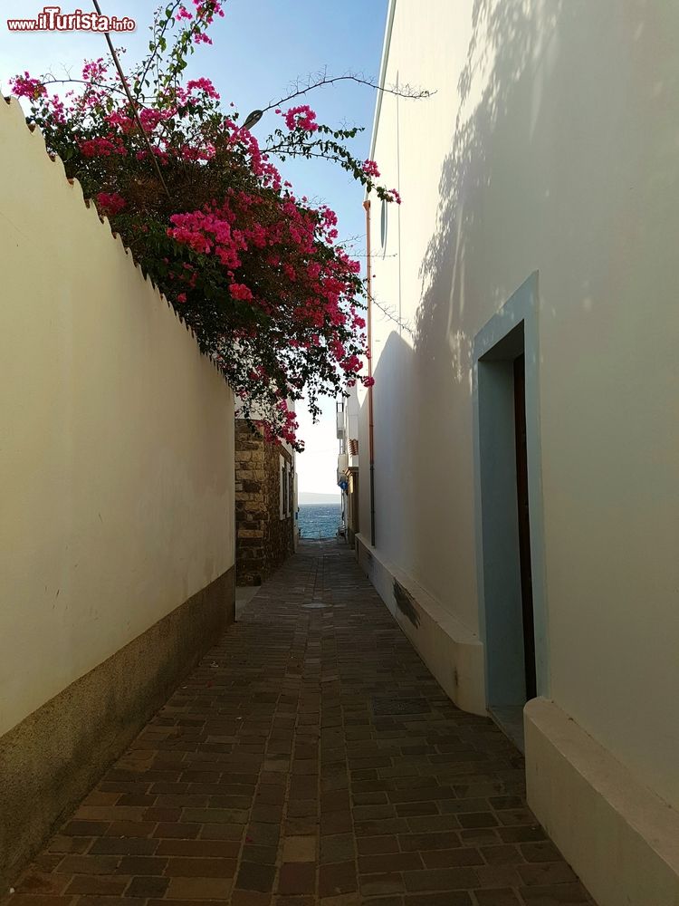 Immagine Una stradina a Calasetta, Sardegna, con una pianta di bouganvillea fiorita. Sullo sfondo, il mare.