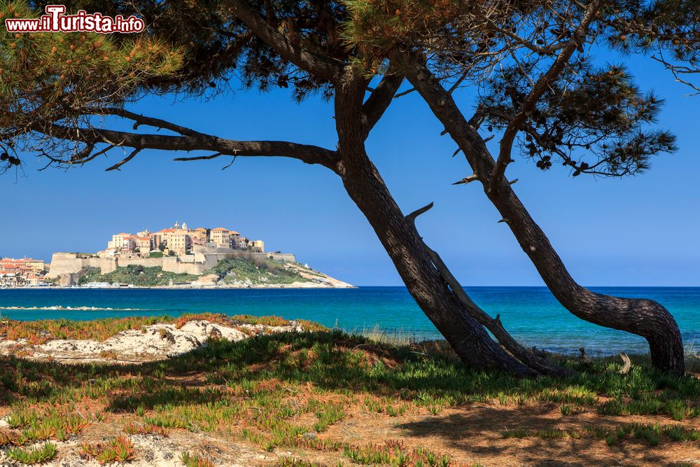 Immagine Una suggestiva veduta della cittadella di Calvi (Corsica) a picco sul mare. Vero cuore della città corsa, la cittadella è un grazioso insieme di stradine, antiche case e palazzi signorili.
