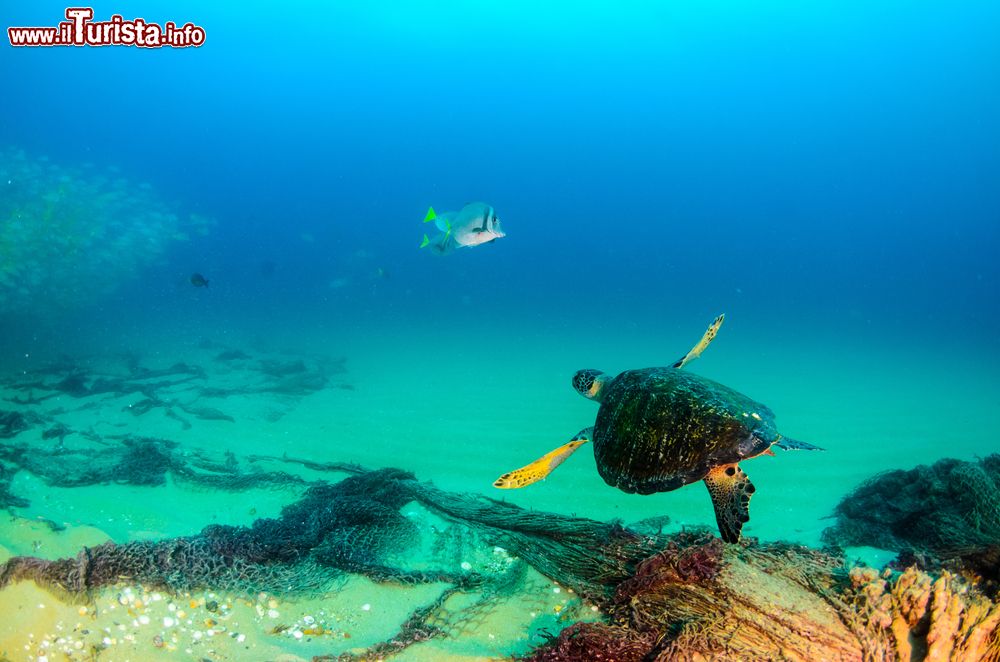 Immagine Una tartaruga di mare nuota fra la scogliera di Cabo Pulmo National Park, Akumal, Messico. Il celebre oceanografo ed esploratore Cousteau una volta definì questa zona l'acquario del mondo.