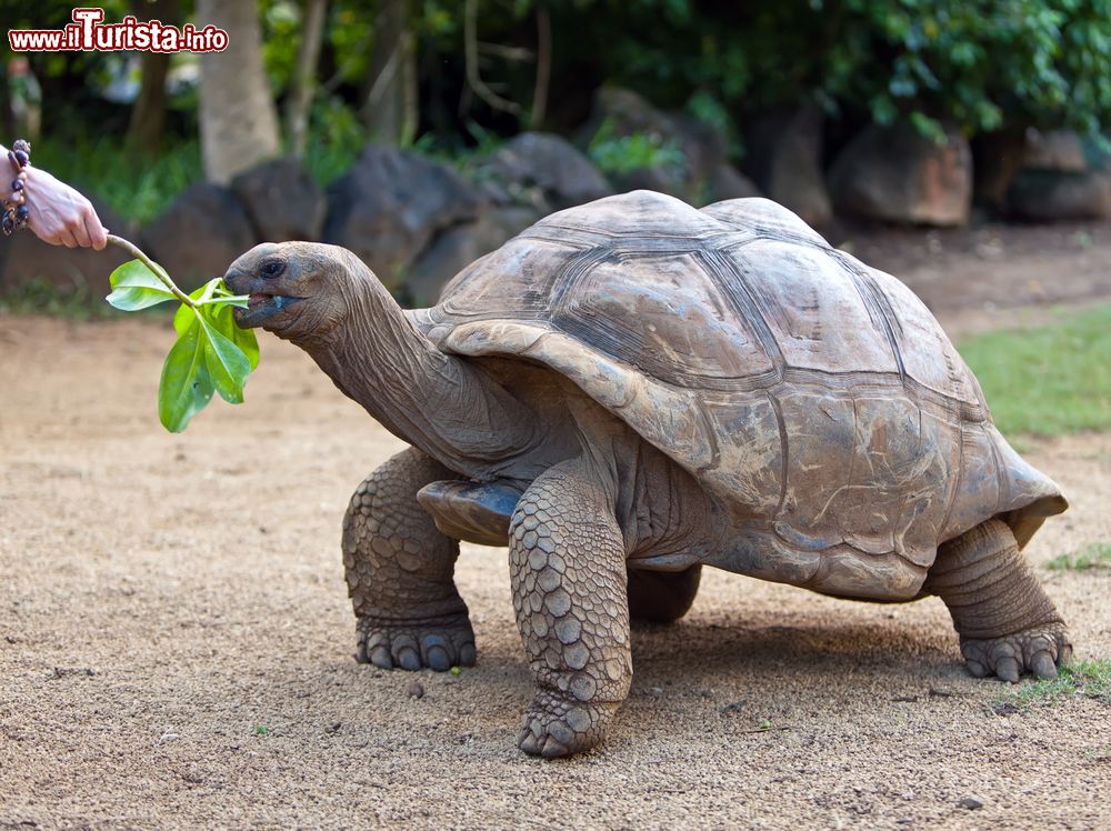 Immagine Una tartaruga gigante al parco La Vanille che si trova nel sud dell'isola di Mauritius