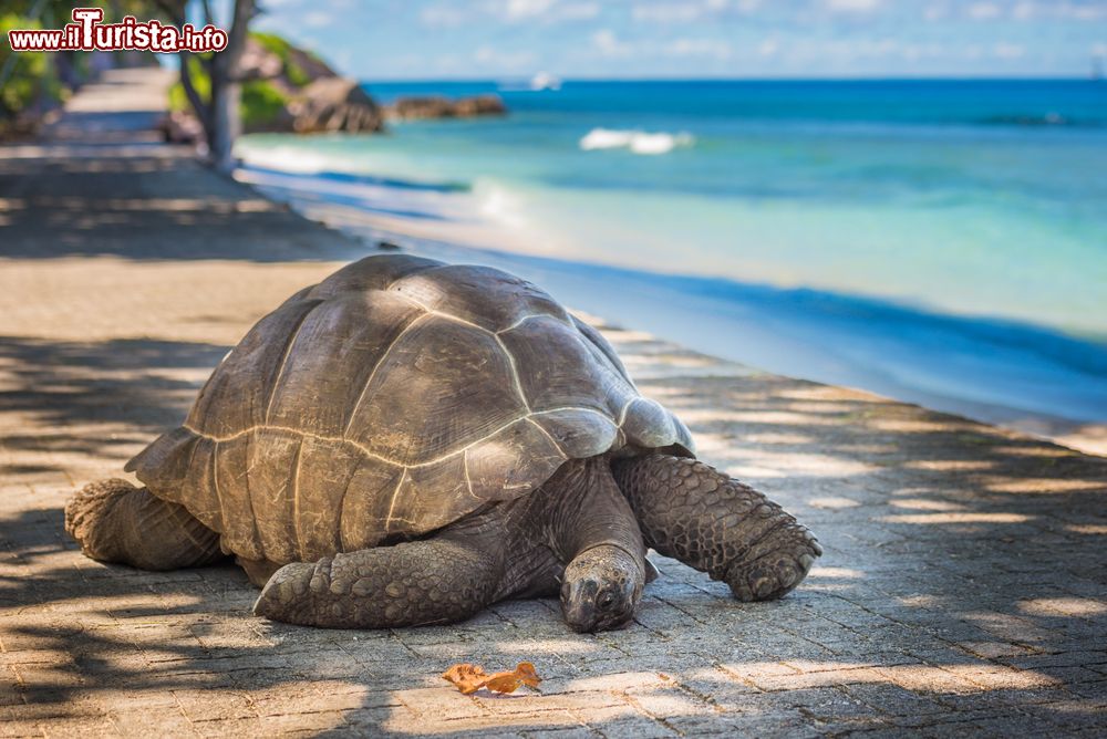 Immagine Una tartaruga gigante sulla spiaggia di Aldabra, Seychelles. Secondo atollo corallino più grande al mondo, affiora nell'Oceano Indiano ed è raramente visitato. La maggior parte delle tartarughe giganti di Aldabra, circa 100 mila esemplari, si trovano proprio qui.