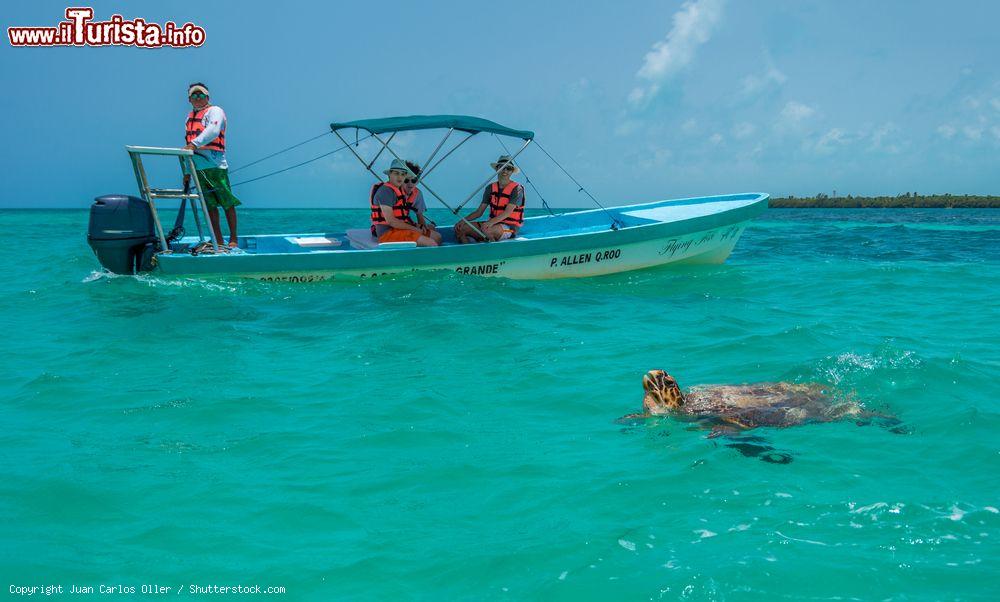 Immagine Una tartaruga marina di Hawksbill nella Sian Ka'an Biosphere Reserve di Tulum, Messico.  Dal 1986 la riserva è parco nazionale mentre dal 1987 è patrimonio mondiale dell'Unesco. Il suo nome significa "Porta del Cielo" - © Juan Carlos Oller / Shutterstock.com