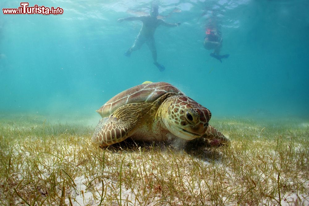 Immagine Una tartaruga nelle acque di Akumal Bay, Messico, osservata da alcuni snorkelers. E' una delle zone della penisola dello Yucatan più adatta per chi è appassionato di immersioni.