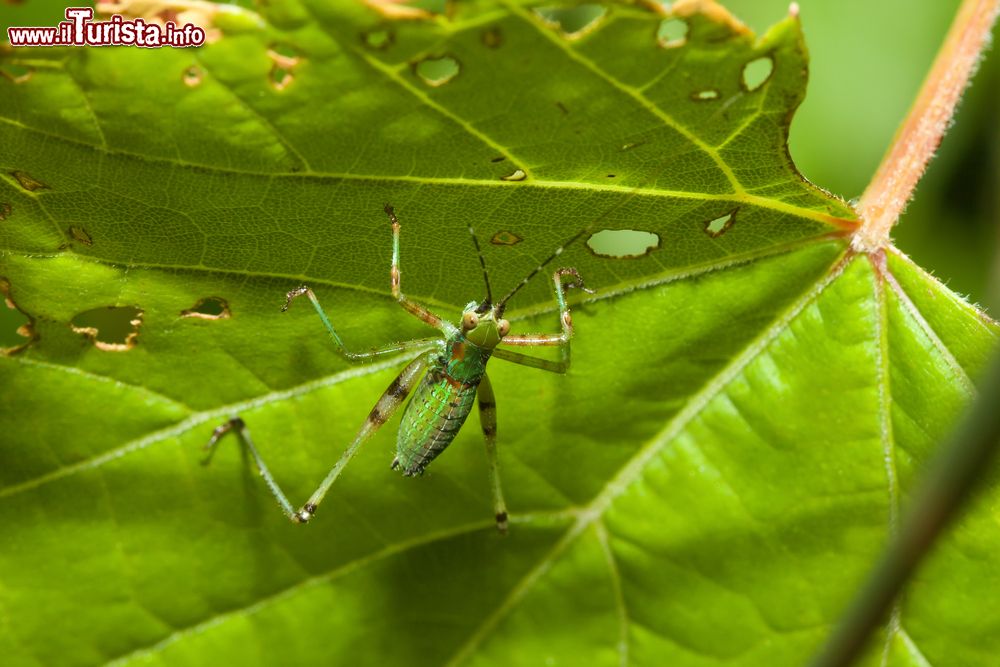 Immagine Una tettigoniidae su una foglia nel Parco Nazionale di Zombitse-Vohibasia, Madagascar. Questa cavalletta verde, nota anche come cavalletta dalle lunghe corna, possiede antenne filamentose che possono superare la lunghezza del corpo.