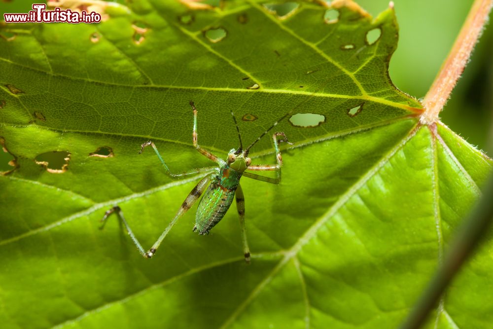 Immagine Una tettigoniidae su una foglia nel Parco Nazionale di Zombitse-Vohibasia, Madagascar. Questa cavalletta verde, nota anche come cavalletta dalle lunghe corna, possiede antenne filamentose che possono superare la lunghezza del corpo.