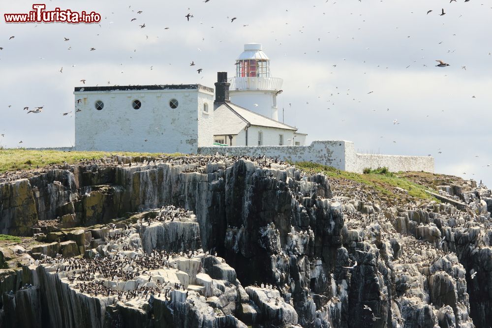 Immagine Una veduta panoramica del santuario degli uccelli sull'isola Inner Farne, Inghilterra. Beccapesci e sterne nidificano a migliaia in questo territorio costiero dell'Inghilterra.