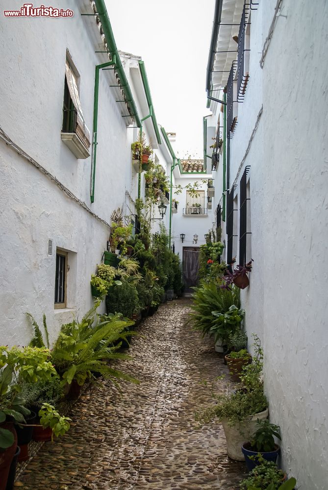 Immagine Una via acciottolata nel borgo vecchio di Priego de Cordoba, Spagna. Ad abbellire le candide facciate degli edifici ci sono piante e fiori.