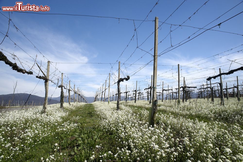 Immagine Una vigna della Franciacorta ad Erbusco, Brescia, fotografata in primavera