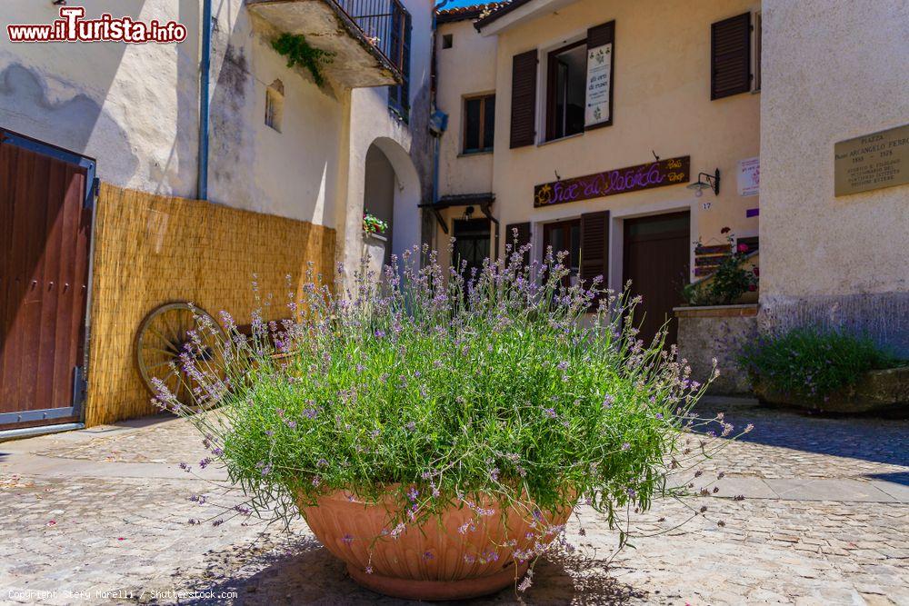 Immagine Una viuzza del centro storico di Sale San Giovanni con vecchie case, Piemonte. In primo piano, un vado di lavanda - © Stefy Morelli / Shutterstock.com