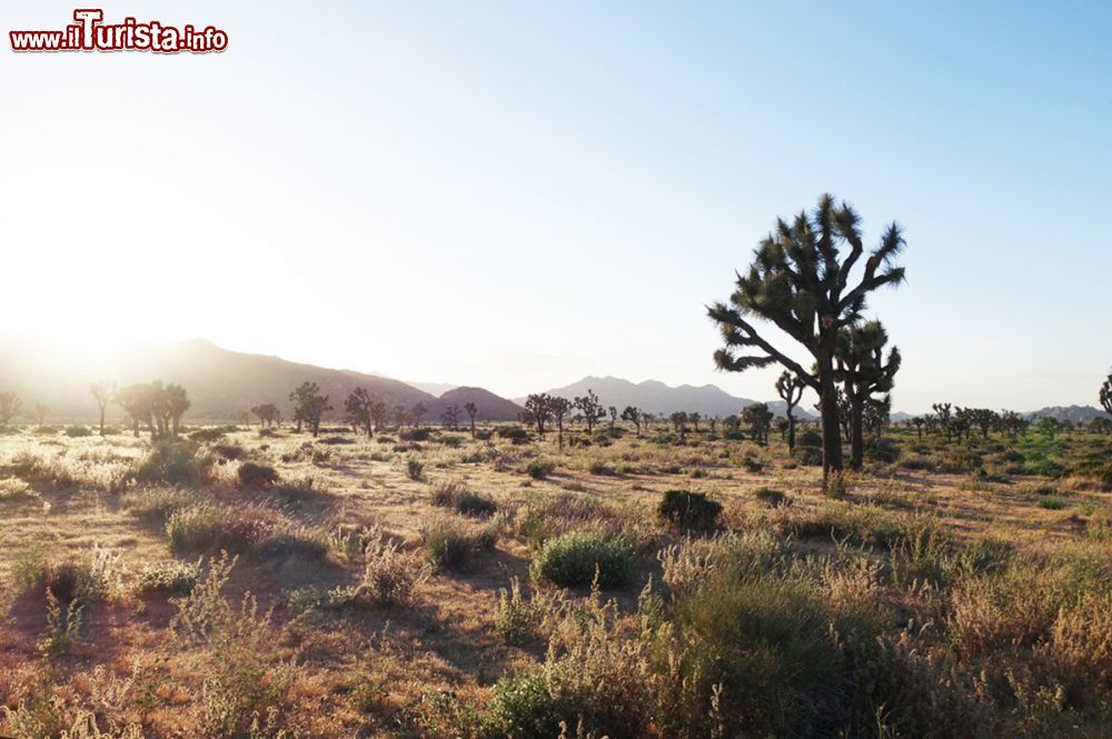 Immagine Una zona arida con vegetazione desertica fuori Palm Springs, California.