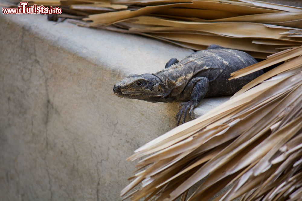 Immagine Un'iguana sul tetto di una capanna a Puerto Escondido, Messico.