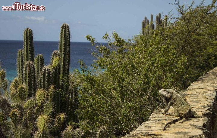 Immagine Un'iguana prende il sole a a Playa Kalki, isola di Curacao.