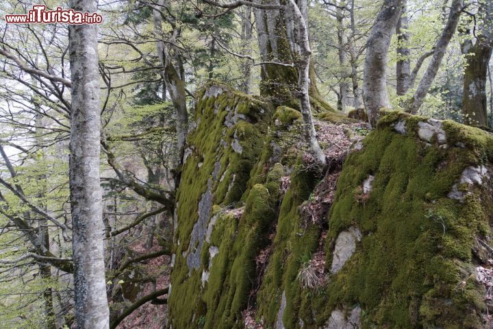 Immagine Uno scorcio dei boschi che circondano il santuario della Verna, Toscana. Ricoperto da foreste di faggi e abeti, il monte su cui sorge questo luogo caro a San Francesco d'Assisi è ben visibile da tutto il Casentino e dall'alta Val Tiberina  - © 188182874 / Shutterstock.com