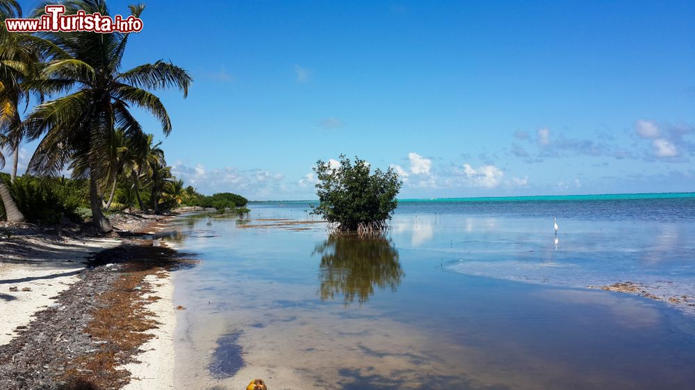 Immagine Uno scorcio della spiaggia di Xcalak nello Yucatan