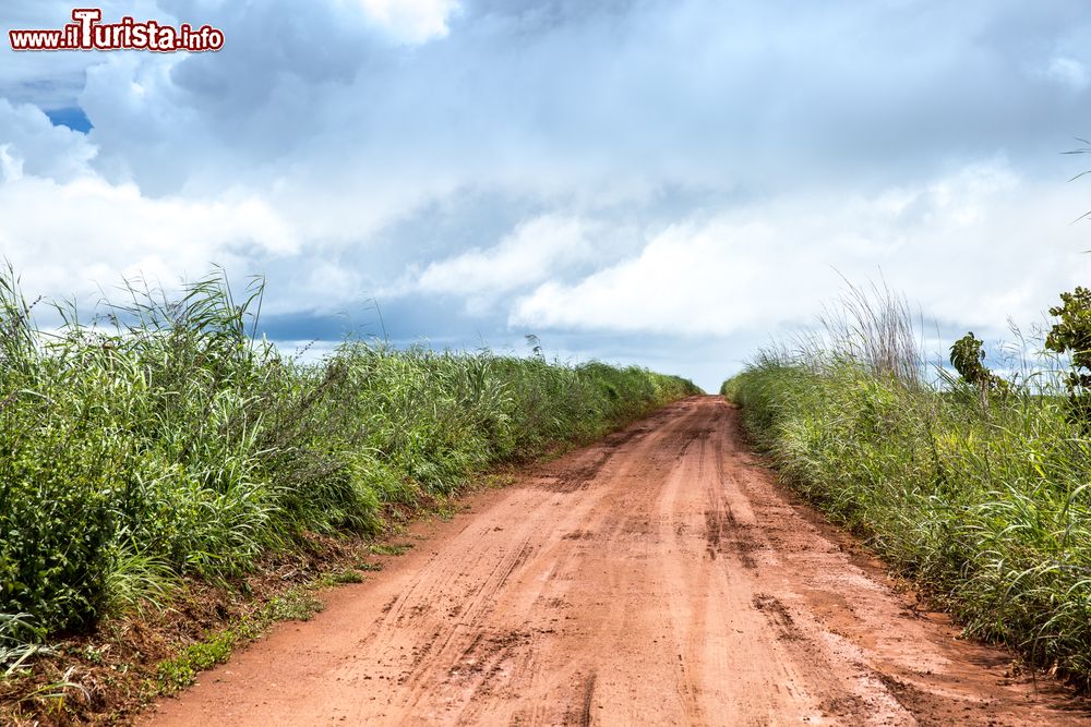 Immagine Uno scorcio della Transpantaneira Road, Cuiaba, Brasile. Conosciuta anche come MT-060, questa strada attraversa il Pantanal nello stato del Mato Grosso.