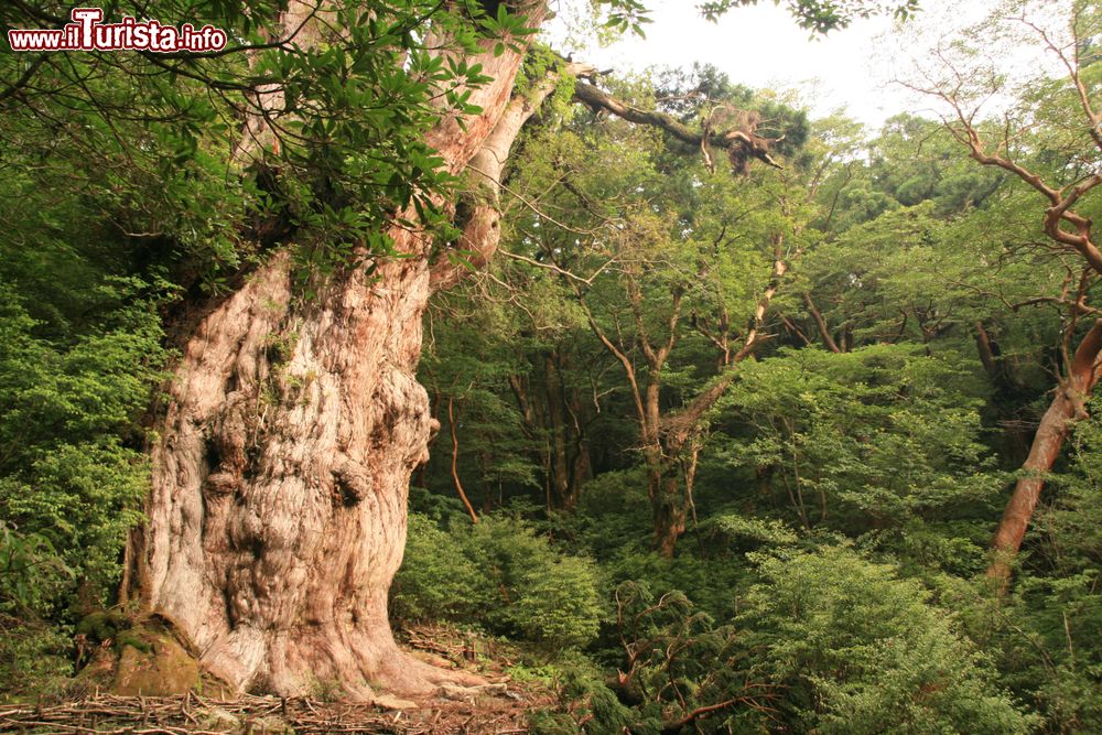Immagine Uno scorcio della vegetazione lussureggiante sull'isola di Yakushima, Giappone. Siamo su un'isola subtropicale situata a sud di Kyushu; dal 1993 è patrimonio mondiale dell'Unesco.