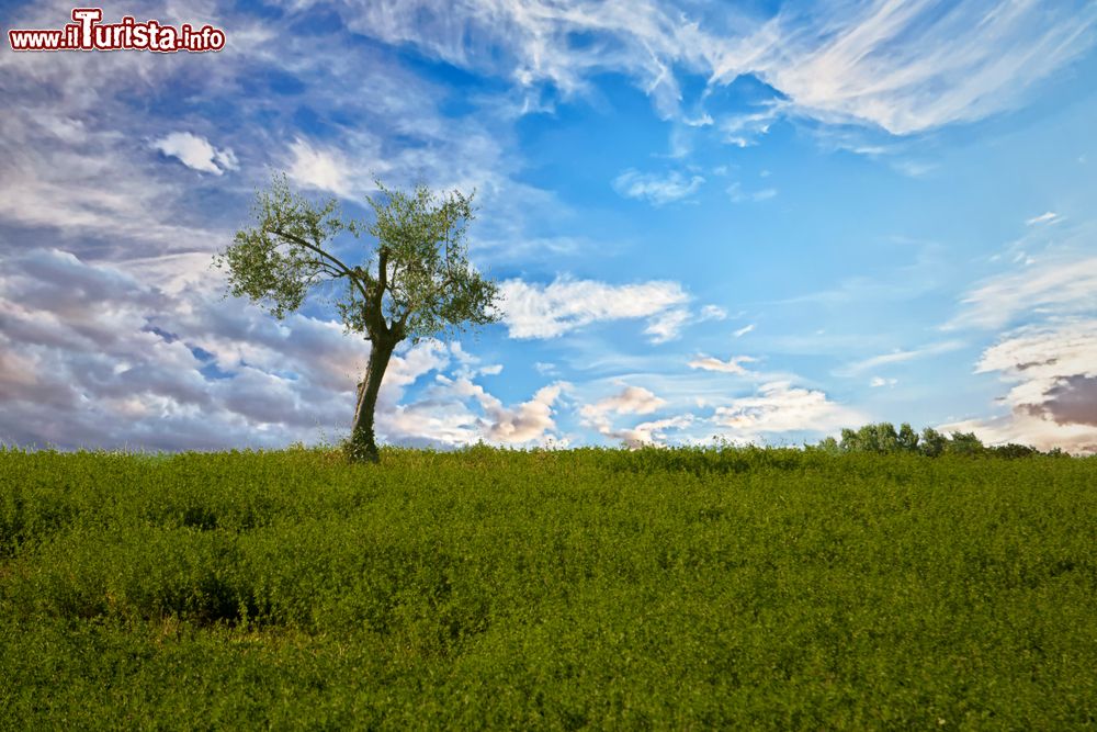 Immagine Uno scorcio delle campagne intorno a Morciano di Romagna.