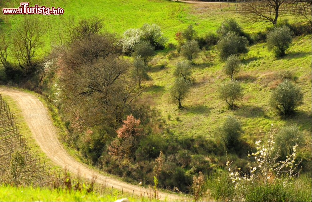 Immagine Uno scorcio delle campagne intorno a San Donato in Collina a sud-est di Firenze in Toscana
