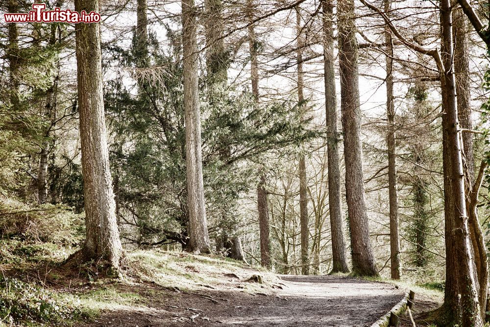 Immagine Uno scorcio dell'Hillsborough Forest Park nei pressi di Lisburn, Irlanda del Nord. Immersa nel Large Park, questa foresta vanta 150 ettari di boschi misti in cui rilassarsi e passeggiare nella natura.