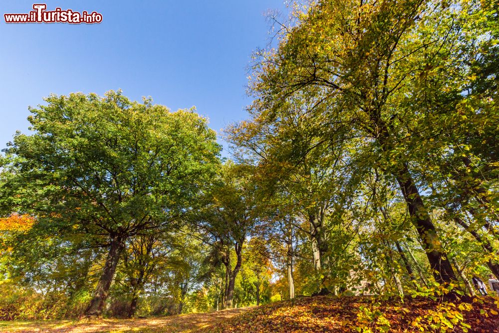 Immagine Uno scorcio dell'Hohensyburg Park a Dortmund, Germania, nel tardo autunno.