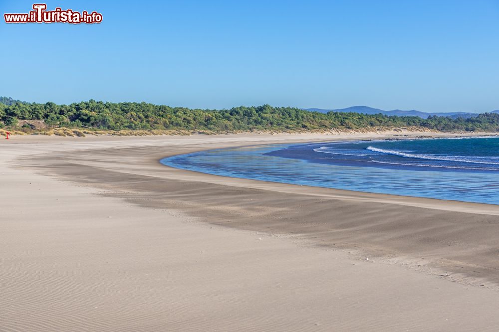 Immagine Uno scorcio di Cabedelo Beach sull'Atlantico, Viana do Castelo (Portogallo). Sabbia dorata con vegetazione a farle da cornice.