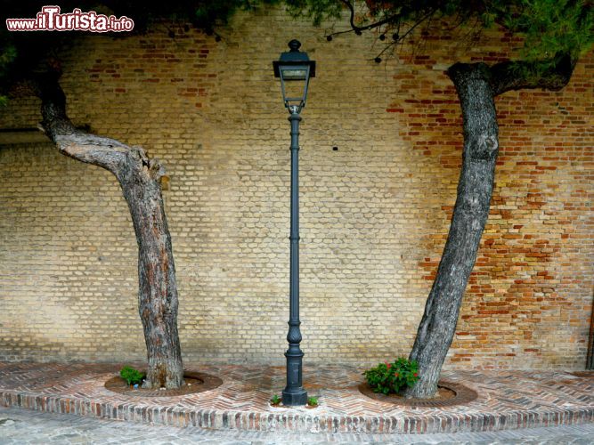 Immagine Uno scorcio di Senigallia, un lampione tra due pini contorti