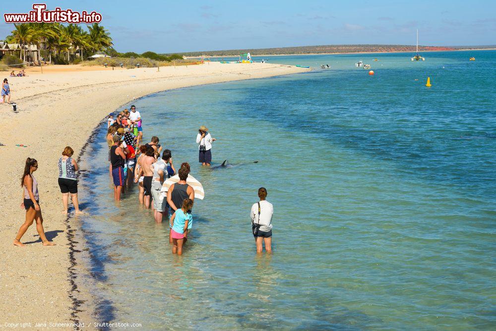 Immagine Uno scorcio di Shark Bay a Monkey Mia, Australia. Turisti osservano i delfini che si avvicinano alla costa - © Jana Schoenknecht / Shutterstock.com