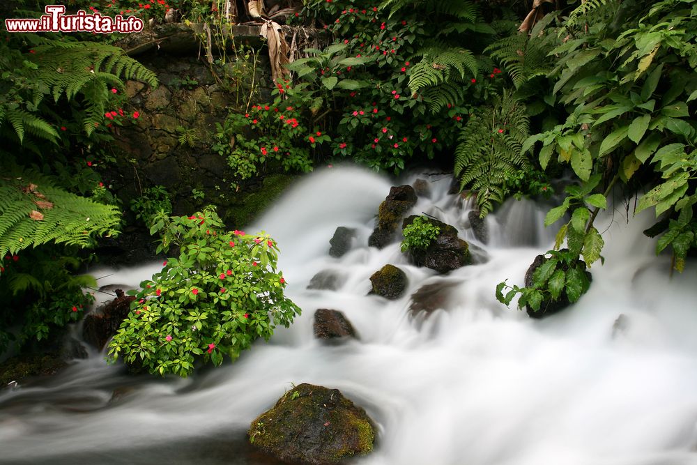 Immagine Uno scorcio paesaggistico del fiume e della cascata nella foresta di Uruapan, Messico.