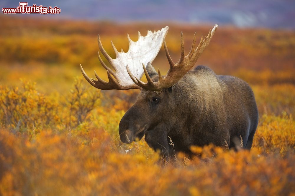 Immagine Uno splendido alce maschio attraversa in autunno la tundra nel Denali National Park, Alaska. Questa riserva ospita 39 specie differenti di mammiferi e oltre 160 di uccelli.