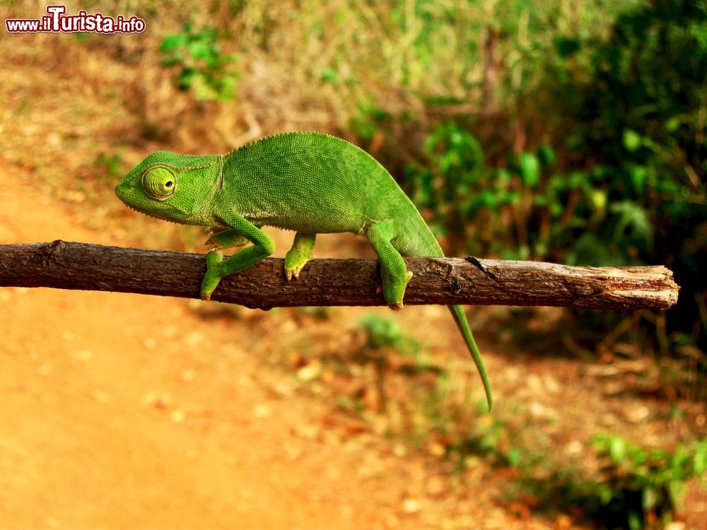 Immagine Uno splendido esemplare di camaleonte su un ramo nella foresta di Conakry, Guinea. 