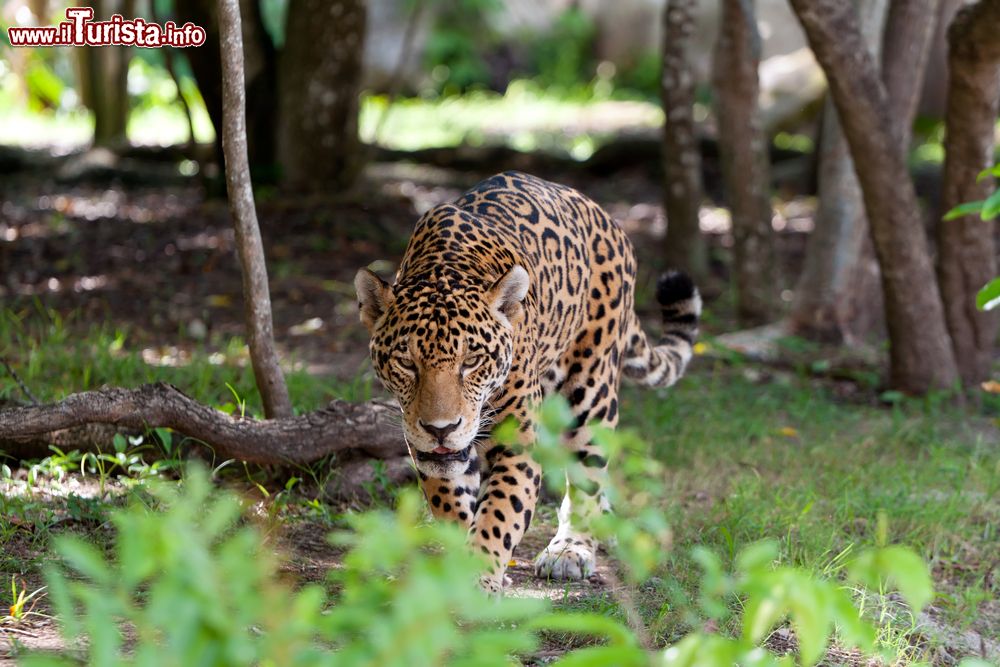 Immagine Uno splendido esemplare di giaguaro nel parco naturale di Xcaret, Messico.
