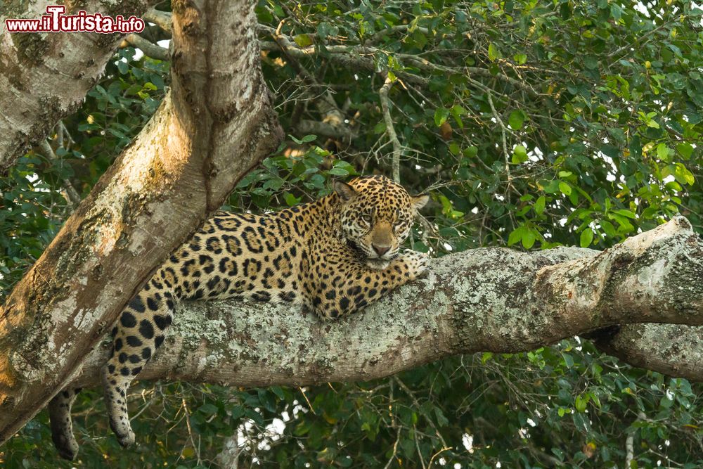 Immagine Uno splendido esemplare di giaguaro su un albero del Pantanal brasiliano, Cuiaba (Mato Grosso).