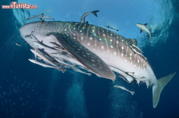Immagine Uno squalo balena fotografato nel mare tra Koh Tao e Koh Phangam nel Golfo di Thailandia. Questo gigante gentile è il più grande squalo esistente al mondo. Può raggiungere i 90-100 anni e i 19 mila kg di peso - © edoardo spacca / Shutterstock.com