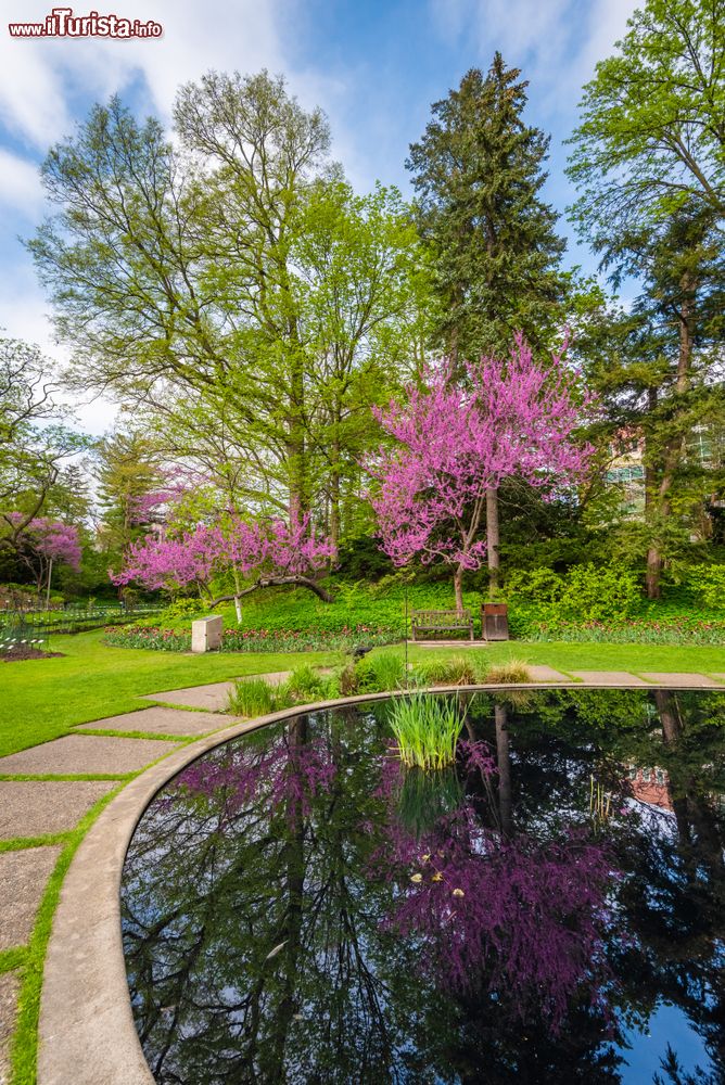 Immagine Uno stagno al Beal Botanical Garden delal Michigan State University a East Lansing, Michigan. Fondato nel 1873, questo giardino ospita migliaia di piante.