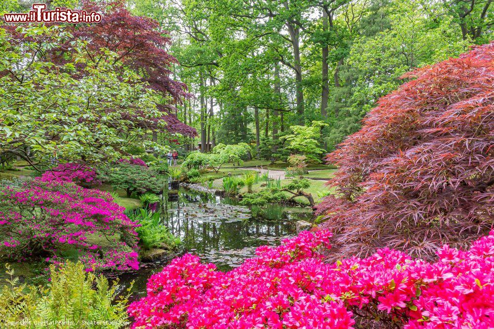 Immagine Uno stagno nel giardino giapponese di Zoetermeer, Olanda. Siamo al parco Clingendael con azalee colorate e alberi dalle varie tonalità, una delle meraviglie naturali di questa località dell'Olanda Meridionale - © DigitalPearls / Shutterstock.com