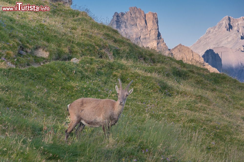 Immagine Uno stambecco alpino visto dalla Cabane Rambert, Tour of the Muverans, a Ovronnaz, Svizzera. Siamo nel massiccio del Grand Muveran.