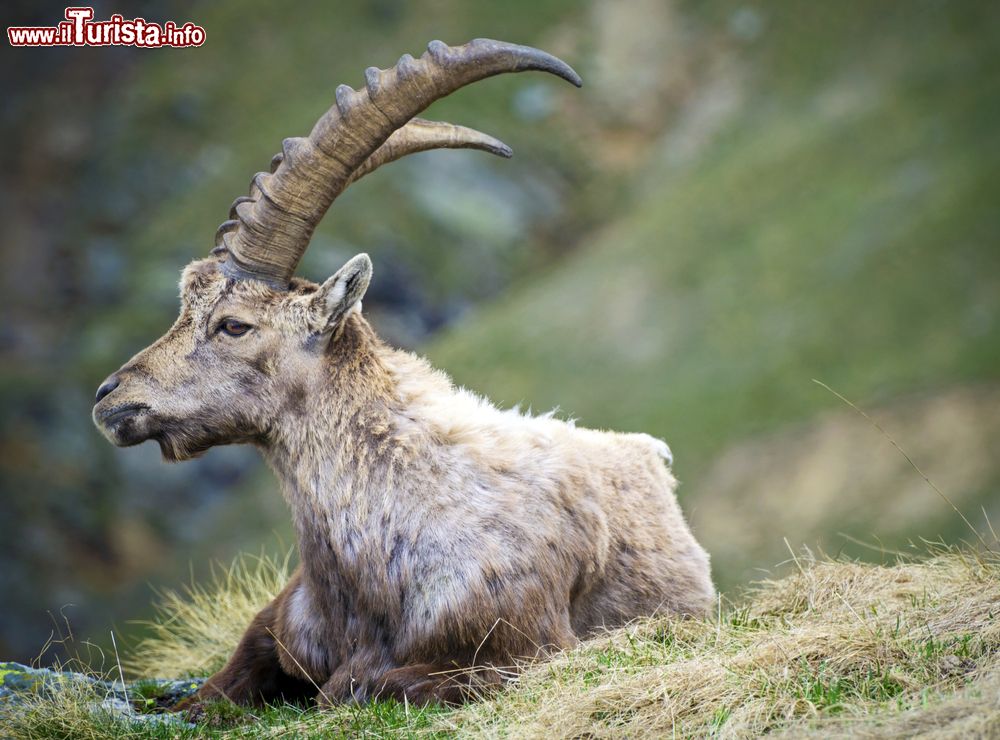 Immagine Uno stambecco tra le montagne di Ceresole Reale, in Piemonte.