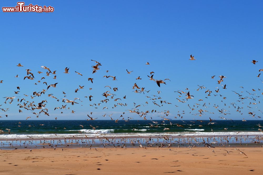 Immagine Uno stormo di gabbiani sulla spiaggia a Costa da Caparica, Portogallo.