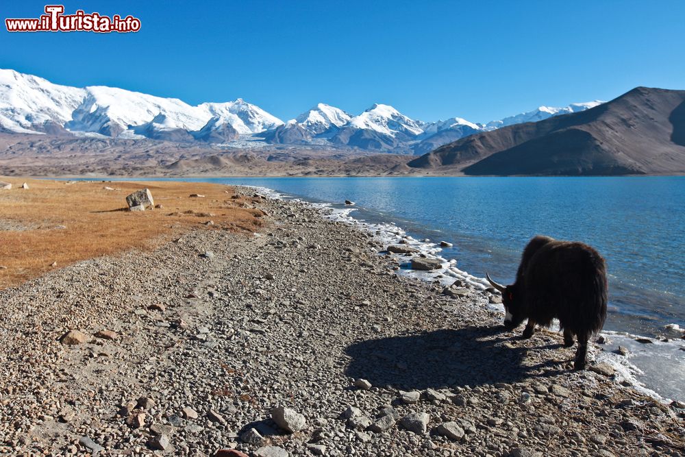 Immagine Uno Yak nero sulle rive del Karakul Lake a Kashgar in CIna