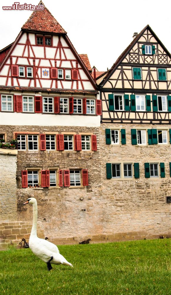 Immagine Un'oca bianca passeggia su un prato nel centro di Donauworth, Germania.