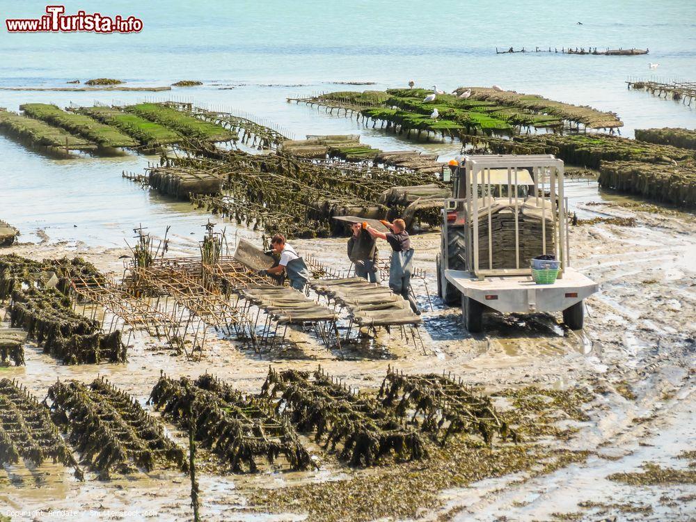 Immagine Uomini al lavoro in un fattoria di ostriche a Cancale, Francia, durante la bassa marea - © Arndale / Shutterstock.com