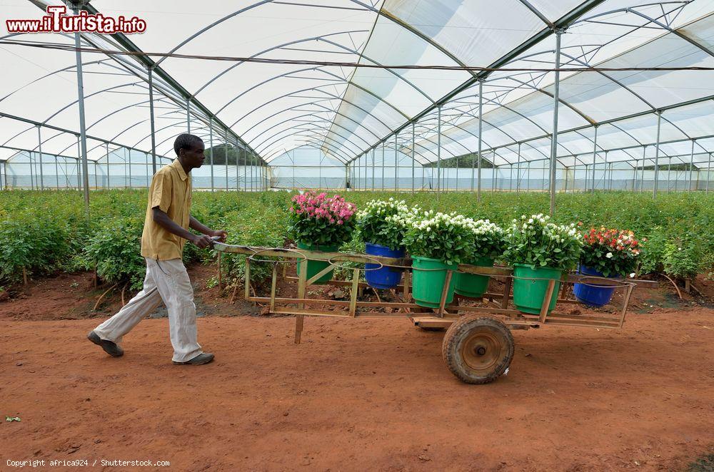 Immagine Un uomo africano al lavoro nelle serre che selezionano le rose per l'esportazione in Europa, Lusaka, Zambia. Quest'attività impegna oltre 800 agricoltori - © africa924 / Shutterstock.com