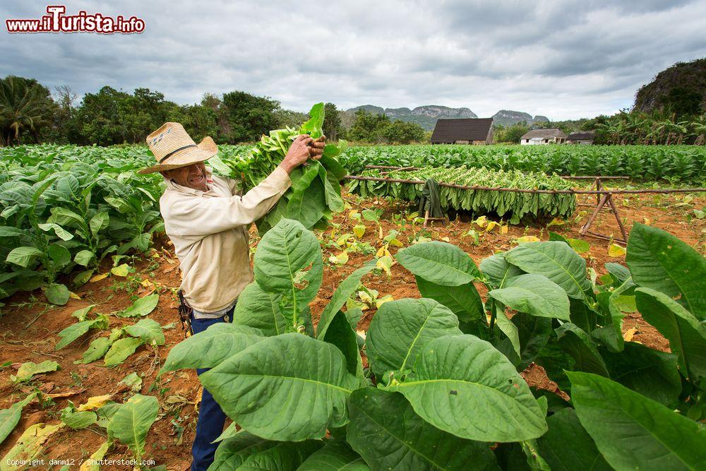 Immagine Un uomo al lavoro in una piantagione di tabacco nella Valle de Viñales (Cuba), dove si produce il migliore tabacco del mondo - © danm12 / Shutterstock.com