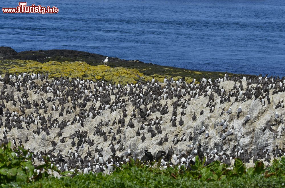 Immagine Urie sulle isole Farne, Inghilterra. A poca distanza dalla costa orientale dell'Inghilterra settentrionale questo gruppetto di isole e scogli ospita numerose specie di uccelli fra cui colonie di urie.
